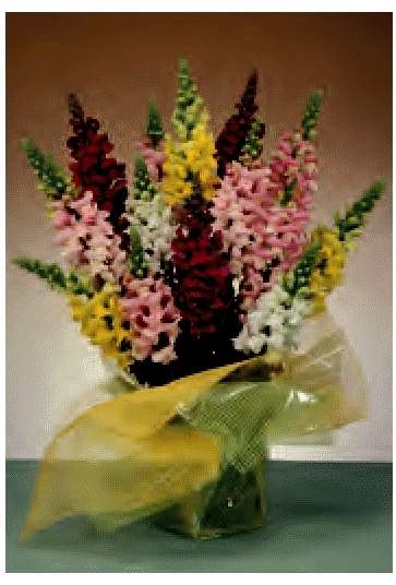 BOCCA DI LEONE TIP TOP MISCUGLIO GR.10